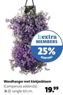 Intratuin Wandhanger met klokjesbloem aanbieding