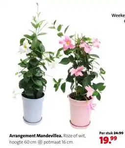 Intratuin Arrangement Mandevillea. aanbieding