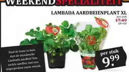 Coop LAMBADA AARDBEIENPLANT XL aanbieding