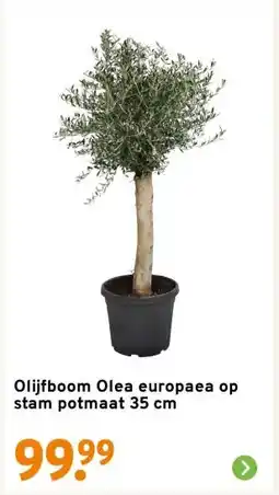 GAMMA Olijfboom Olea europaea op stam potmaat 35 cm aanbieding