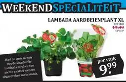 Boon`s Markt LAMBADA AARDBEIENPLANT XL aanbieding