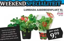 Boon`s Markt LAMBADA AARDBEIENPLANT XL aanbieding