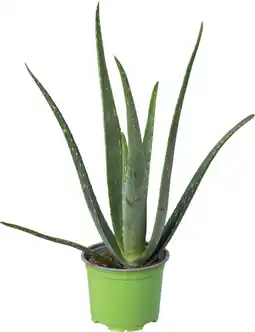 Intratuin Biologische Aloë (Aloe vera) D 12 H 25 cm aanbieding
