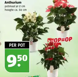 Poiesz Anthurium aanbieding