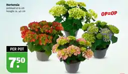 Poiesz Hortensia aanbieding