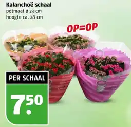 Poiesz Kalanchoë schaal aanbieding