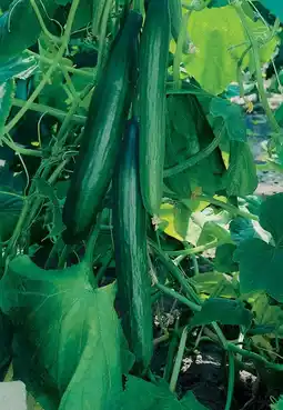 Intratuin Komkommer Geënt (Cucumis Sativus) aanbieding