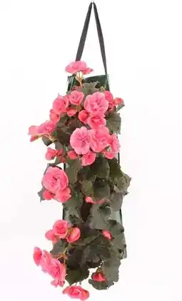 Intratuin Wandhanger met Begonia (Begonia) roze H 50 cm aanbieding