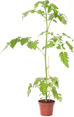 Intratuin Cherrytomaat (Lycopersicon Esculentum) aanbieding