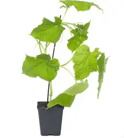 Intratuin Mini Komkommer Geënt (Cucumis Sativus) aanbieding