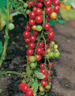 Intratuin Tomaat Geënt (Lycopersicon esculentum) aanbieding