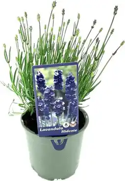Intratuin Lavendel (Lavandula angustifolia 'Hidcote') D 13 H 15 cm aanbieding