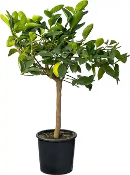 Intratuin Limoenboom (Citrus sinensis 'Lime') D 20 H 70 cm aanbieding