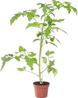 Intratuin Tomaat (Lycopersicon esculentum) aanbieding