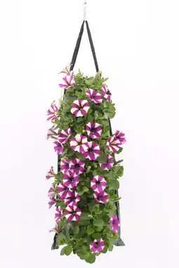 Intratuin Wandhanger met Petunia (Petunia) paars H 50 cm aanbieding