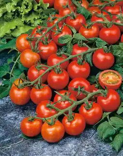 Intratuin Tomaat Geënte Cherry (Lycopersicon esculentum) aanbieding