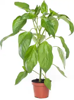 Intratuin Paprika Rood (Capsicum annuum) aanbieding