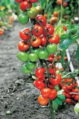 Intratuin Tomaat Geënte Vlees (Lycopersicon esculentum) aanbieding