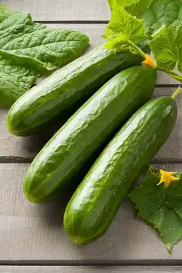 Intratuin Snack Komkommer (Komkommer snack) aanbieding