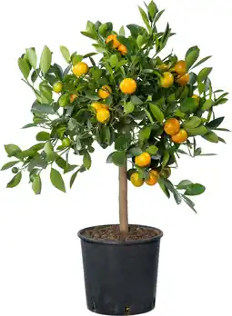 Intratuin Siersinasappel (Citrus sinensis 'Calamondin') D 20 H 70 cm aanbieding