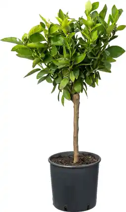 Intratuin Rode Limoen (Citrus x limonia 'Red Lime') D 20 H 70 cm aanbieding