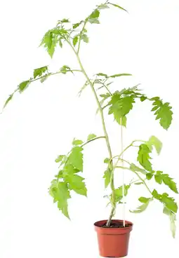 Intratuin Pomodore Tomaat (Lycopersicon esculentum) aanbieding