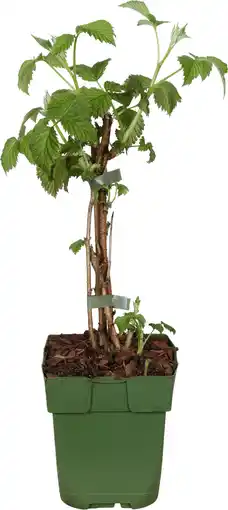Intratuin Biologische Herfst- en zomerframboos (Rubus idaeus Twotimer 'Sugana-s-* Red') D 13 H 40 cm aanbieding