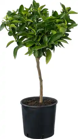 Intratuin Sinaasappel (Citrus sinensis 'Limetta') D 20 H 70 cm aanbieding