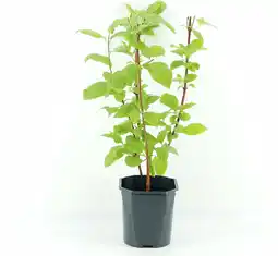 Intratuin Witte Kornoelje (Cornus alba 'Sibirica') D 17 H 35 cm aanbieding