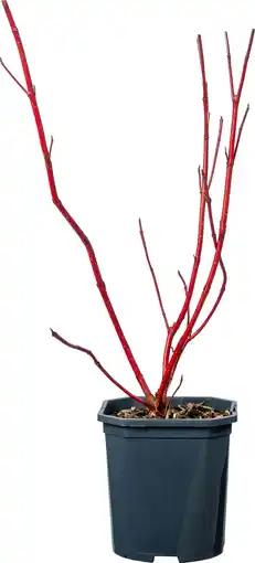 Intratuin Witte Kornoelje (Cornus alba 'Sibirica') D 17 H 35 cm aanbieding