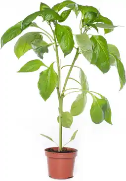 Intratuin Paprika Geel (Capsicum annuum) aanbieding