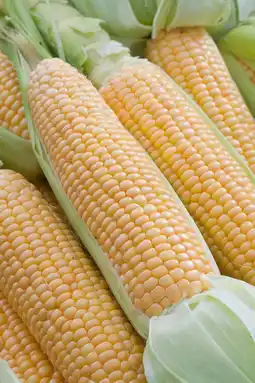 Intratuin Suikermaïs (Zea mays) aanbieding