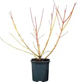 Intratuin Rode Kornoelje (Cornus sanguinea 'Winter Beauty') D 17 H 40 cm aanbieding