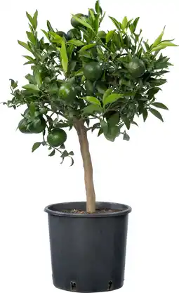 Intratuin Manderijn (Citrus reticulata 'Clementine') D 20 H 70 cm aanbieding