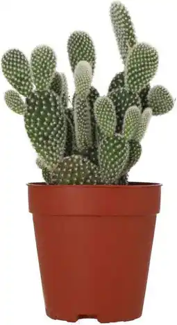 Intratuin Konijnencactus (Opuntia microdasys 'Albispina') D6 H 13 cm aanbieding