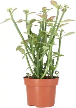 Intratuin Biologische Euphorbia (Euphorbia phosphorea) D 13 H 40 cm aanbieding