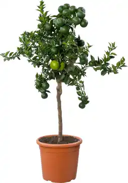 Intratuin Mirtebladige manderijn (Citrus myrtifolia 'Chinotto') D 20 H 70 cm aanbieding