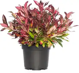 Intratuin Druifheide (Leucothoe axillaris 'Zeblid') D 17 H 20 cm aanbieding