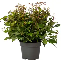 Intratuin Druifheide (Leucothoe axillaris 'Zeblid') D 17 H 20 cm aanbieding