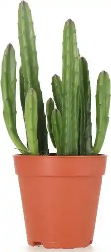 Intratuin Aasbloem (Stapelia leendertziae) D6 H 14 cm aanbieding