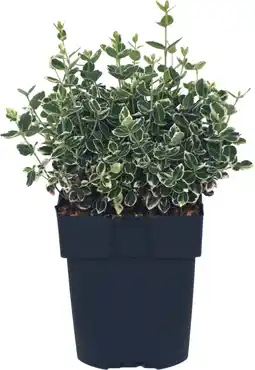Intratuin Kardinaalsmuts (Euonymus fortunei 'Emerald Gaiety') D 17 H 40 cm aanbieding