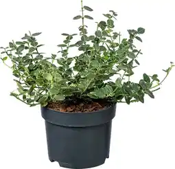 Intratuin Kardinaalsmuts (Euonymus fortunei 'Emerald Gaiety') D 17 H 40 cm aanbieding