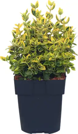 Intratuin Kardinaalsmuts (Euonymus fortunei 'Emerald 'n Gold') D 17 H 40 cm aanbieding