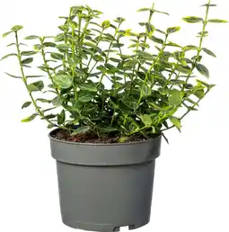 Intratuin Kardinaalsmuts (Euonymus fortunei 'Emerald 'n Gold') D 17 H 40 cm aanbieding