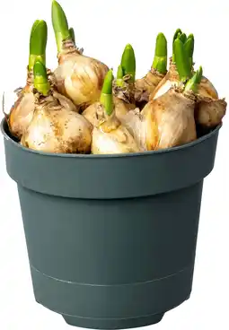 Intratuin Biologische Narcis (Narcissus 'Sailboat') D 12 H 30 aanbieding