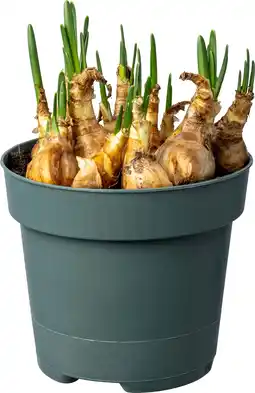 Intratuin Biologische Narcis (Narcissus 'Jetfire') D 12 H 30 aanbieding