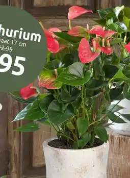 Deka Tuin Anthurium aanbieding