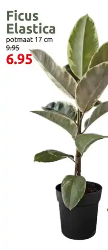Deka Tuin Ficus Elastica aanbieding