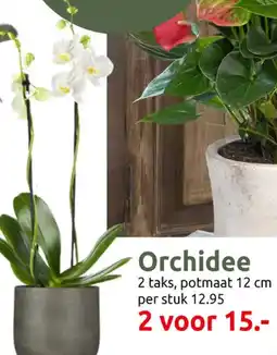 Deka Tuin Orchidee aanbieding