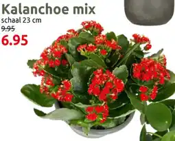 Deka Tuin Kalanchoe mix aanbieding